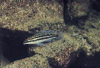 Julidochromis dickfeldi, Moliro