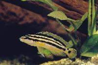 Julidochromis ornatus, Uvira