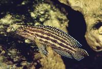 Julidochromis regani, Malagarazi
