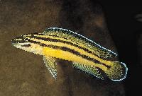 Julidochromis marksmithi