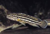 Julidochromis regani, Cameron Bay