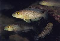 Lamprologus callipterus, Msalaba
