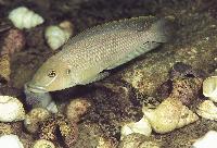 Lamprologus callipterus, Kipili (par)