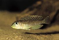 Lamprologus sp. "ornatipinnis zambia"