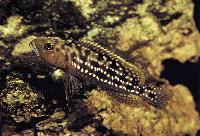 Lepidiolamprologus elongatus, Magara