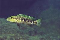 Lepidiolamprologus elongatus, Kipili