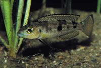 Lepidiolamprologus pleuromaculatus, Magara