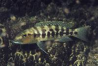 Lepidiolamprologus sp. "profundicola tanzania", Fulwe Rocks