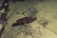 Neolamprologus bifasciatus, Samazi