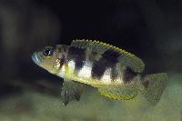 Lepidiolamprologus boulengeri, Kigoma