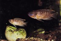 Lamprologus brevis, "Burundi"