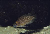 Lamprologus brevis, "Kigoma"