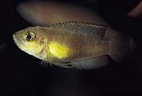 Lamprologus brevis, "Kapampa"
