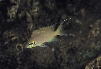 Neolamprologus brichardi, Rutunga