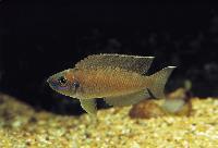 Neolamprologus calliurus, Magara