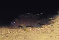 Neolamprologus calliurus, Kasanaga