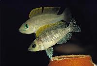 Lamprologus caudopunctatus, Kapampa