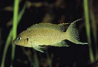 Neolamprologus crassus, Katete