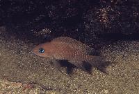 Neolamprologus falcicula, Magara