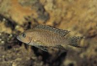 Neolamprologus falcicula, Kigoma