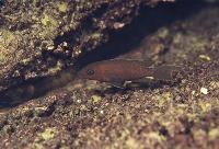 Neolamprologus falcicula, Kipili