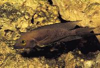 Neolamprologus furcifer, Magara