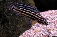 Julidochromis regani