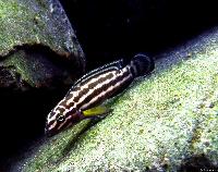 Julidochromis regani