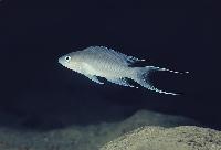Neolamprologus gracilis, Kapampa
