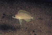 Lamprologus leloupi, Kanoni
