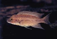 Neolamprologus longicaudatus, Ubwari