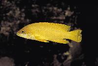 Neolamprologus mustax, Sumbu