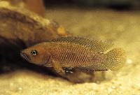 Neolamprologus niger, Kigoma