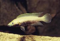 Neolamprologus nigriventris, Kiku