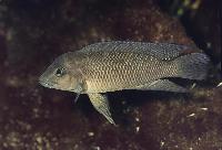 Neolamprologus petricola, Cap Tembwe