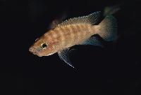 Neolamprologus prochilus, Mbete