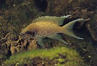 Neolamprologus pulcher, Chituta