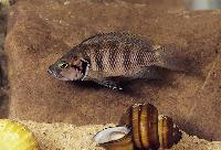 Neolamprologus savoryi, Magara