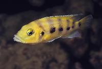 Neolamprologus sexfasciatus, Kipili