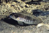 Lamprologus speciosus, Kalemie