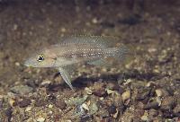 Neolamprolologus tetracanthus, Kalambo