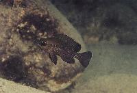 Neolamprologus toae, Cap Tembwe