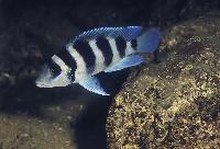 Neolamprologus tretocephalus, Cap Tembwe