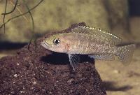 Neolamprologus variostigma, Kapampa