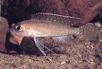 Neolamprologus ventralis, Kigoma