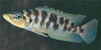 Altolamprologus fasciatus, Ulwile