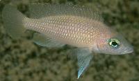 Lamprologus caudopunctatus, kipili, Namansi
