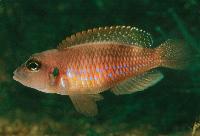 Lamprologus ornatipinnis, Kigoma