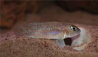 Lamprologus sp."ornatipinnis zambia"