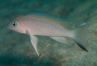 Neolamprologus sp. eseki, Kampemba